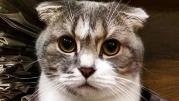cute cat