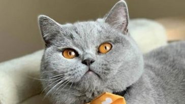 cute cat