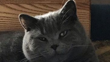 cute kitty