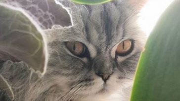 cute kitty
