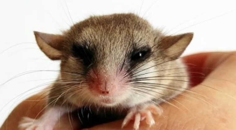 10 Best Small Rodents to Keep as Pets | PetPress