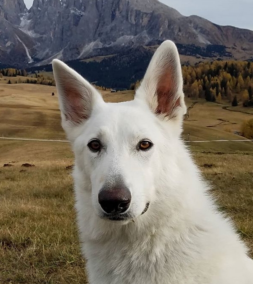 35+ White German Shepherd Dog Names | PetPress