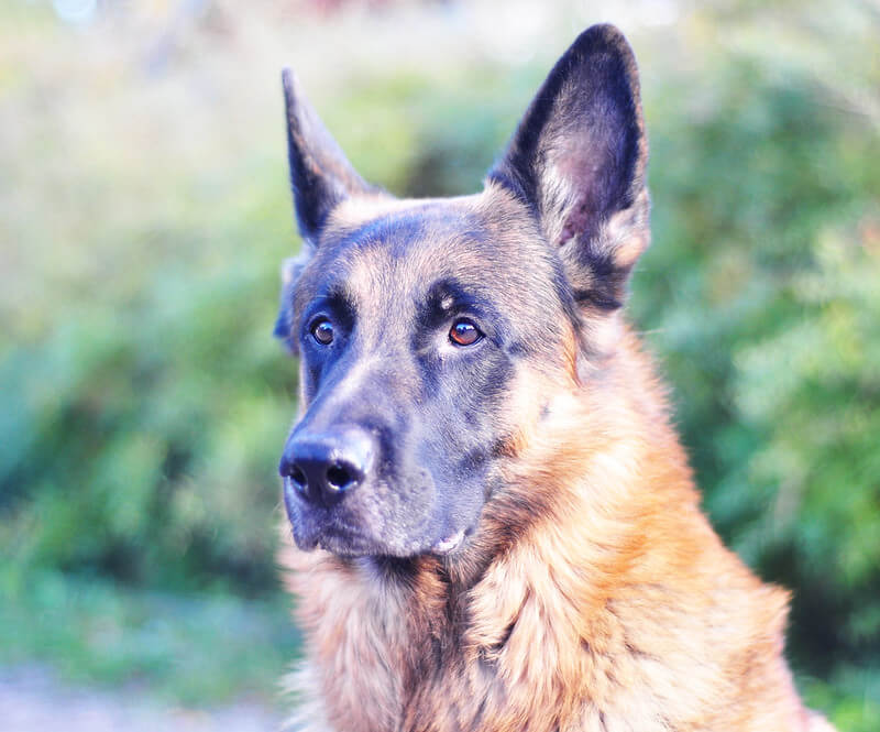 600-best-german-shepherd-names-male-female-name-ideas-petpress