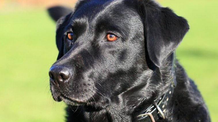 10+ Pros And Cons Of Labrador Retrievers | Page 2 of 3 | PetPress