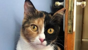 funny cat