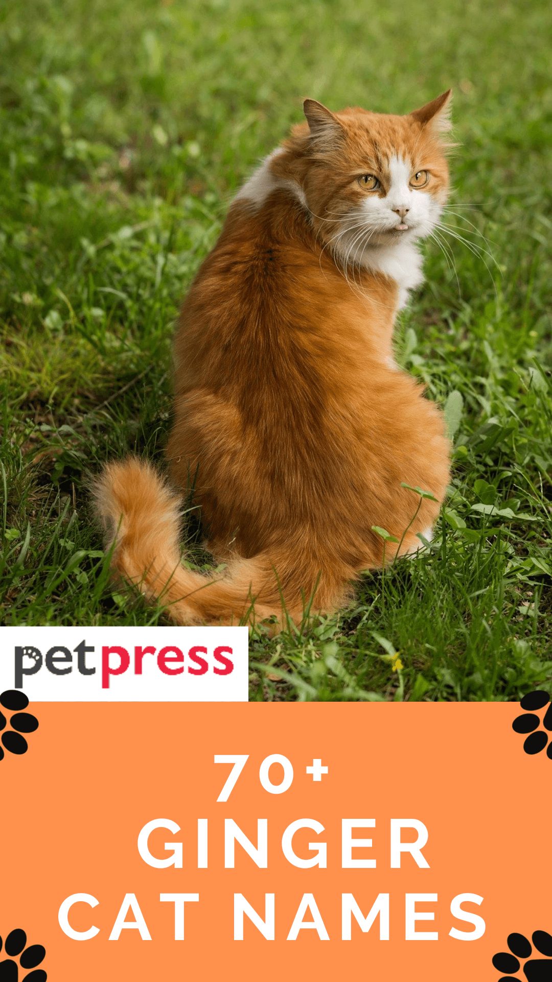 ginger-cat-names