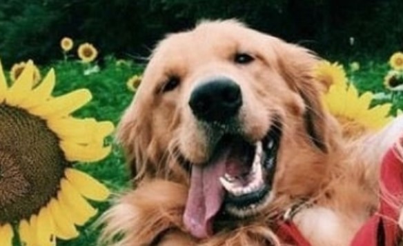 40+ Awesome Flower Dog Names PetPress