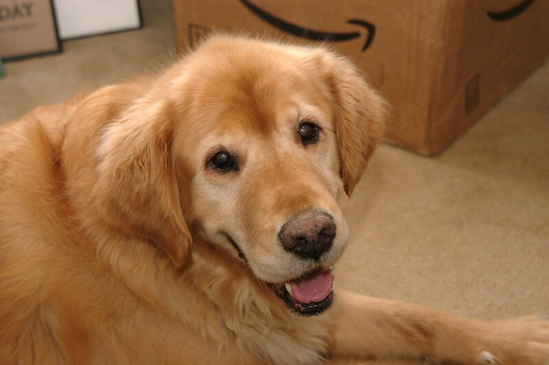 500 Golden Retriever Names - Popular Male and Female Names | PetPress