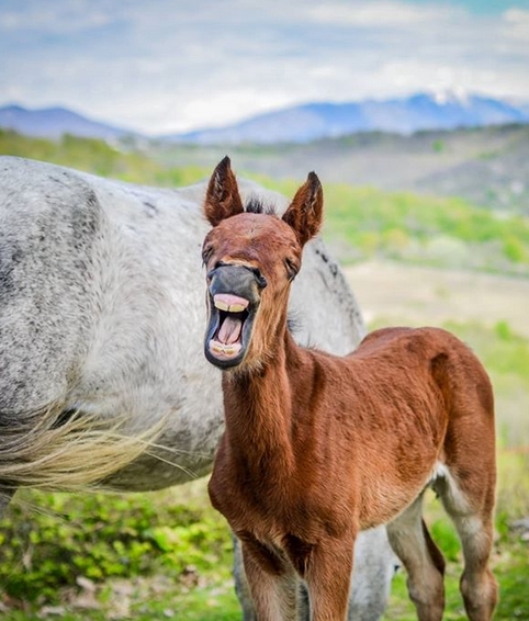 78-funniest-horse-names-ever-petpress