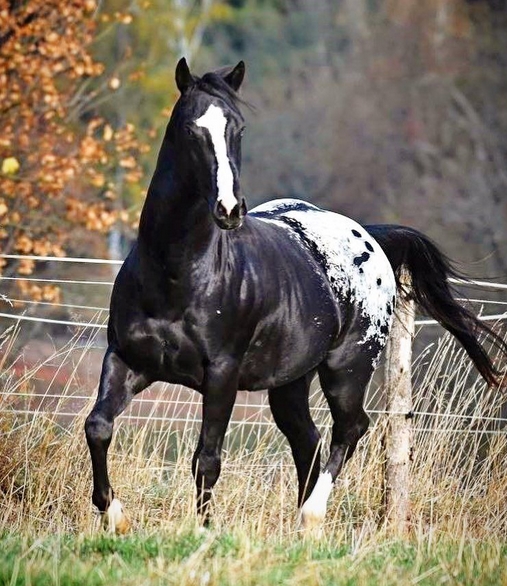 45-perfect-horse-names-for-appaloosa-stallions-petpress