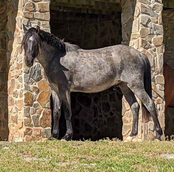 Top 45 Blue Roan Horse Names | PetPress