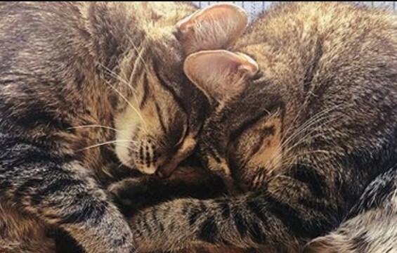 150-best-twin-cat-names-petpress