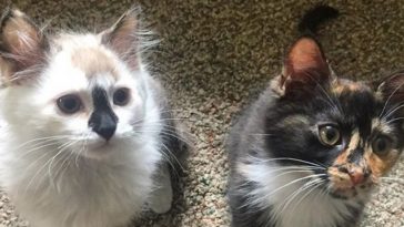kittens