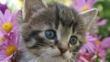 kitty