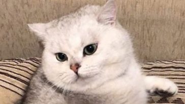 kitty