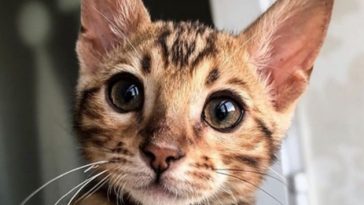 kitty