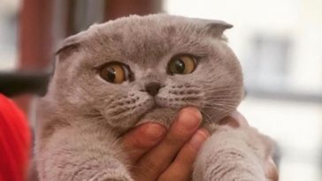 kitty