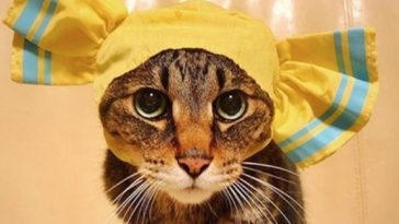 kitty