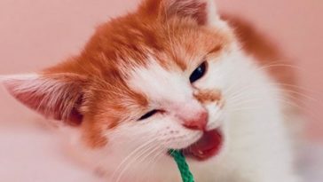 kitty
