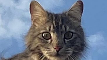 kitty
