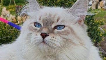 kitty