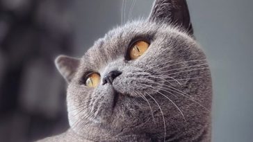 kitty