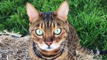 kitty