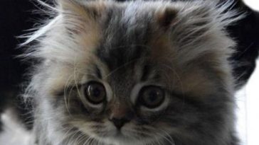 kitty
