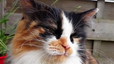 kitty