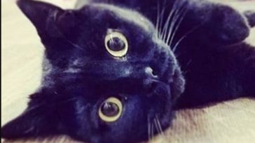 kitty