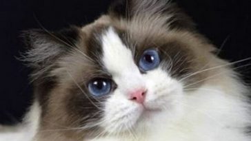 kitty