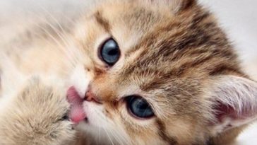 kitty