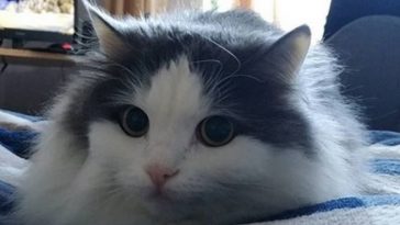 kitty cute