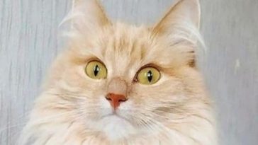 kitty cute