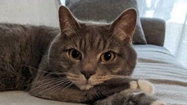 kitty cute