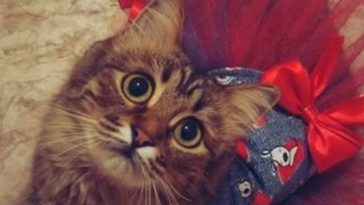 kitty cute