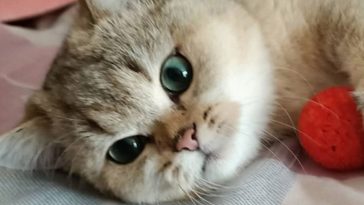 kitty play