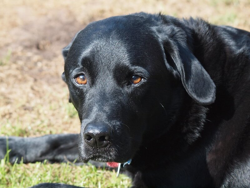 500 Black Lab Names Popular Male and Female Names PetPress