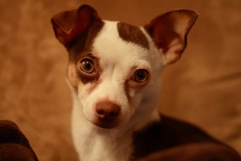 chihuahua-dog-names-over-500-gorgeous-ideas-petpress