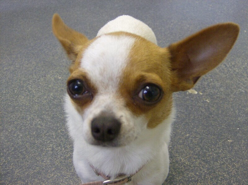Chihuahua Dog Names Over 500 Ideas! PetPress