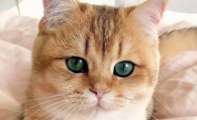 50 Best German  Female Cat  Names PetPress