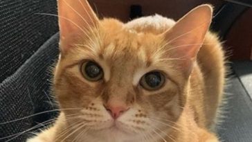 red cat