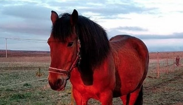 45-perfect-horse-names-for-red-horses-petpress