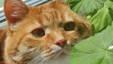 red kitty