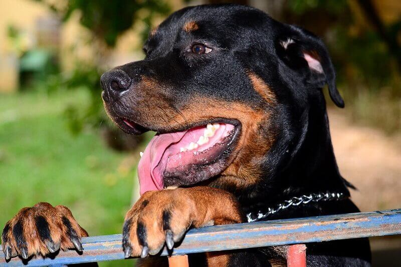 138-female-rottweiler-names-best-names-for-girl-rottweiler-puppies