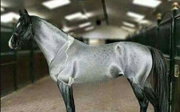 50-perfect-horse-names-for-gray-and-silver-horses-petpress