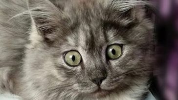 small cat