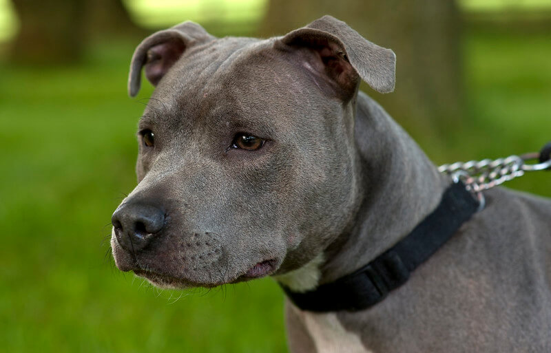 250 Tough And Strong Male Dog Names Petpress