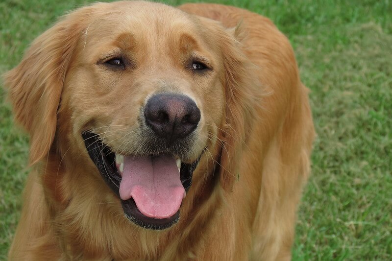 100-unique-golden-retriever-names-pet-reader