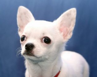 White Chihuahua Names: 75 Best Names for White Chihuahuas | PetPress